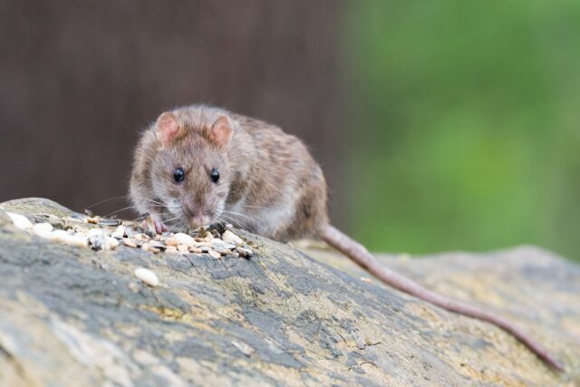 rats et dégâts à la maison