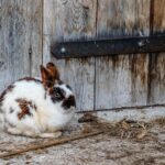 enclos extérieur pour lapin