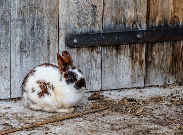 enclos extérieur pour lapin