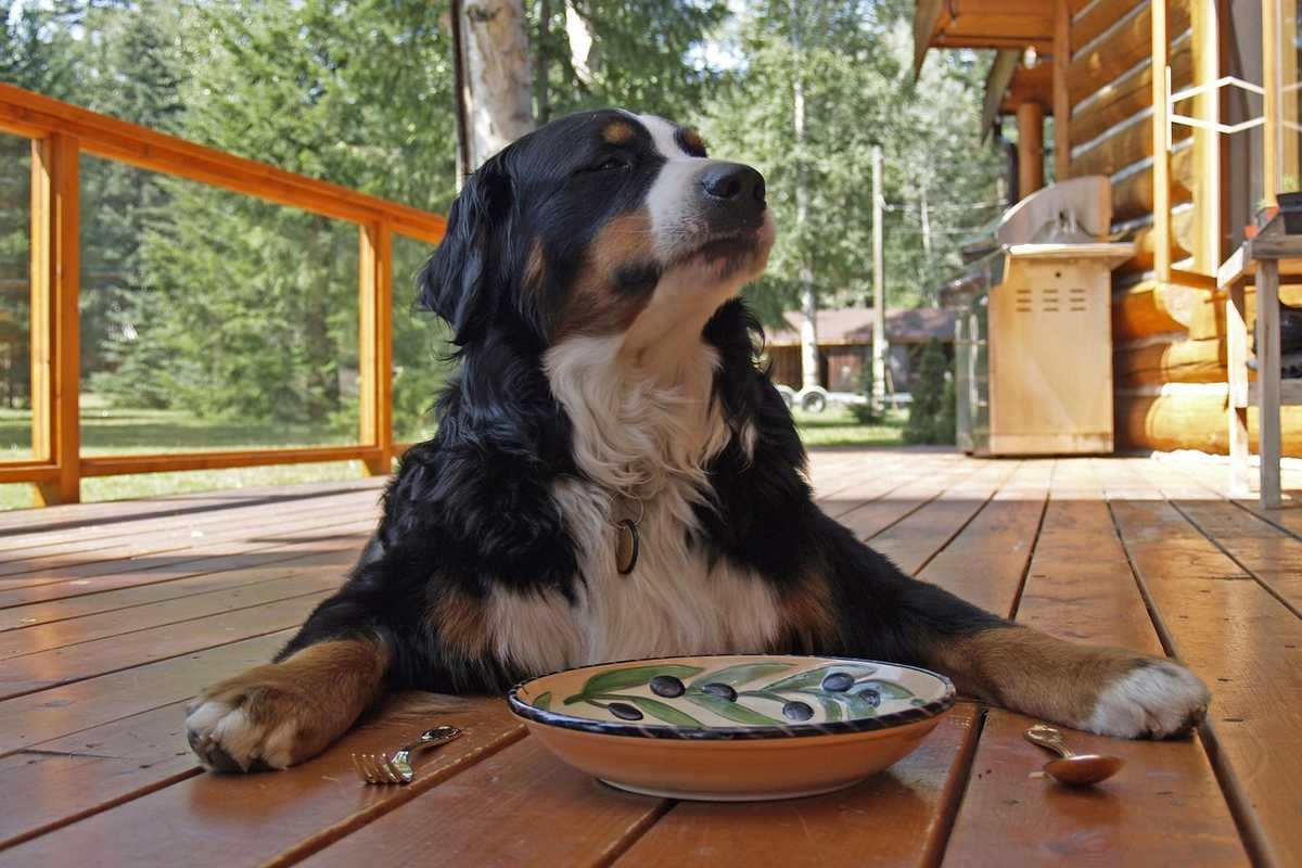 Chien de montagne sur une terrasse avec une assiette devant lui Chien de montagne sur une terrasse avec une assiette devant lui