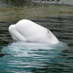 Un beluga blanc montre la tête au-dessus de l'eau calme