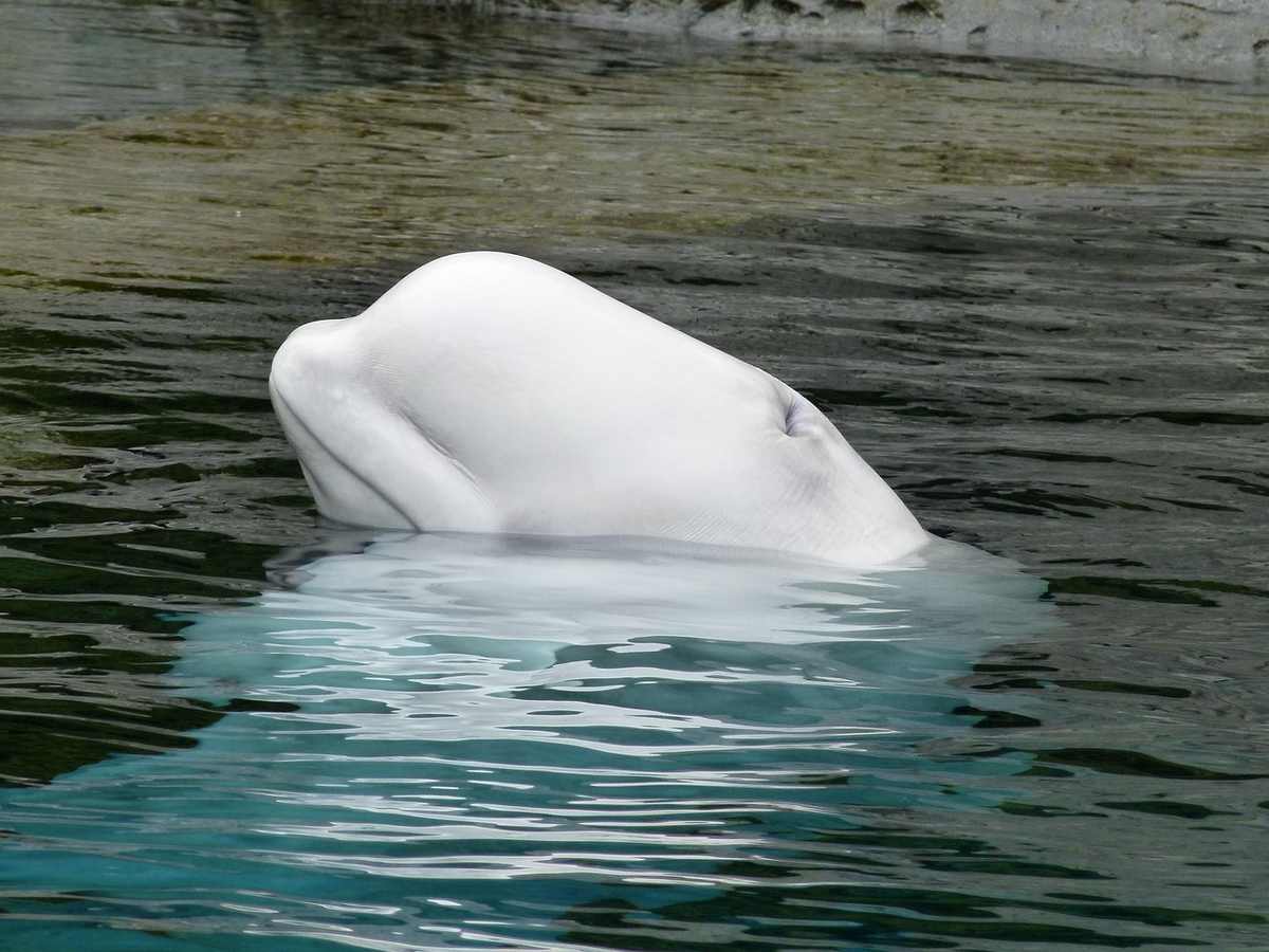 Un beluga blanc montre la tête au-dessus de l'eau calme
